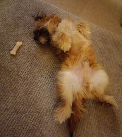 Middagslur for Påsan